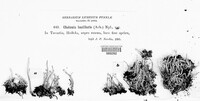 Cladonia bacillaris image